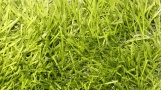 Искусственная трава ItalGreen Double T