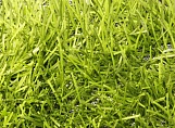 Искусственная трава ItalGreen Double T