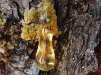 Скипидар - применение и состав